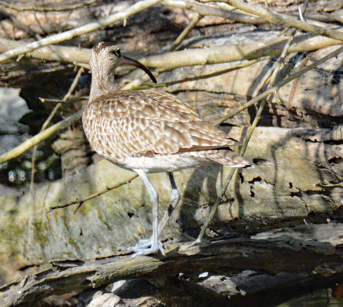 Regenbrachvogel - ML617207942