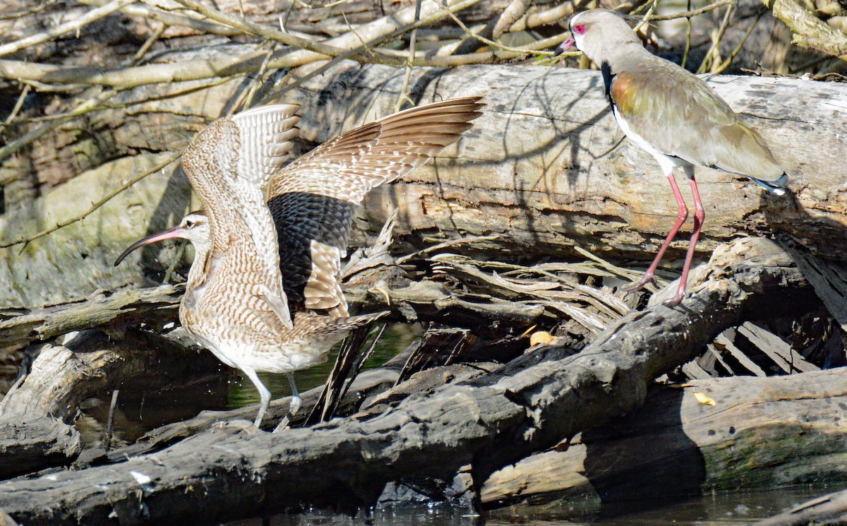 Whimbrel - ML617207943