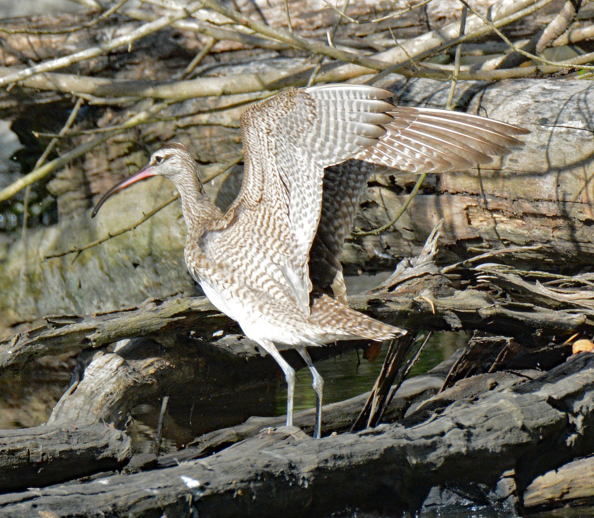 Whimbrel - Michael J Good