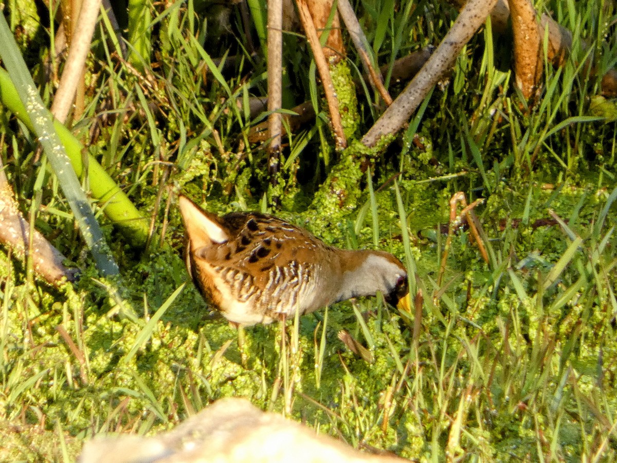 Sora - ML617208001