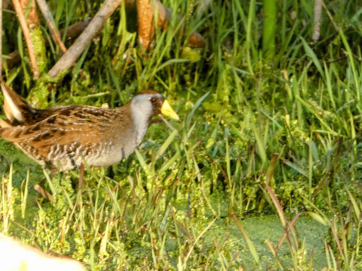 Sora - ML617208002