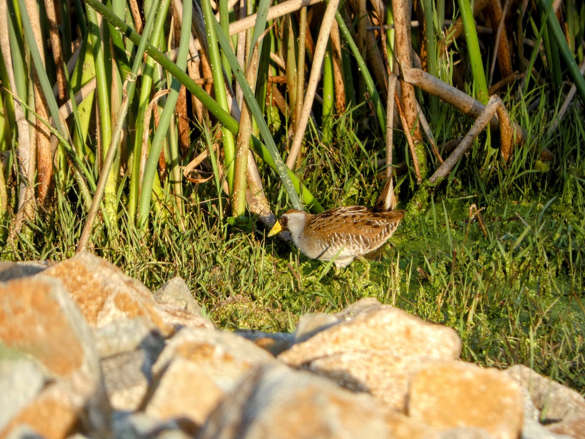 Sora - ML617208003