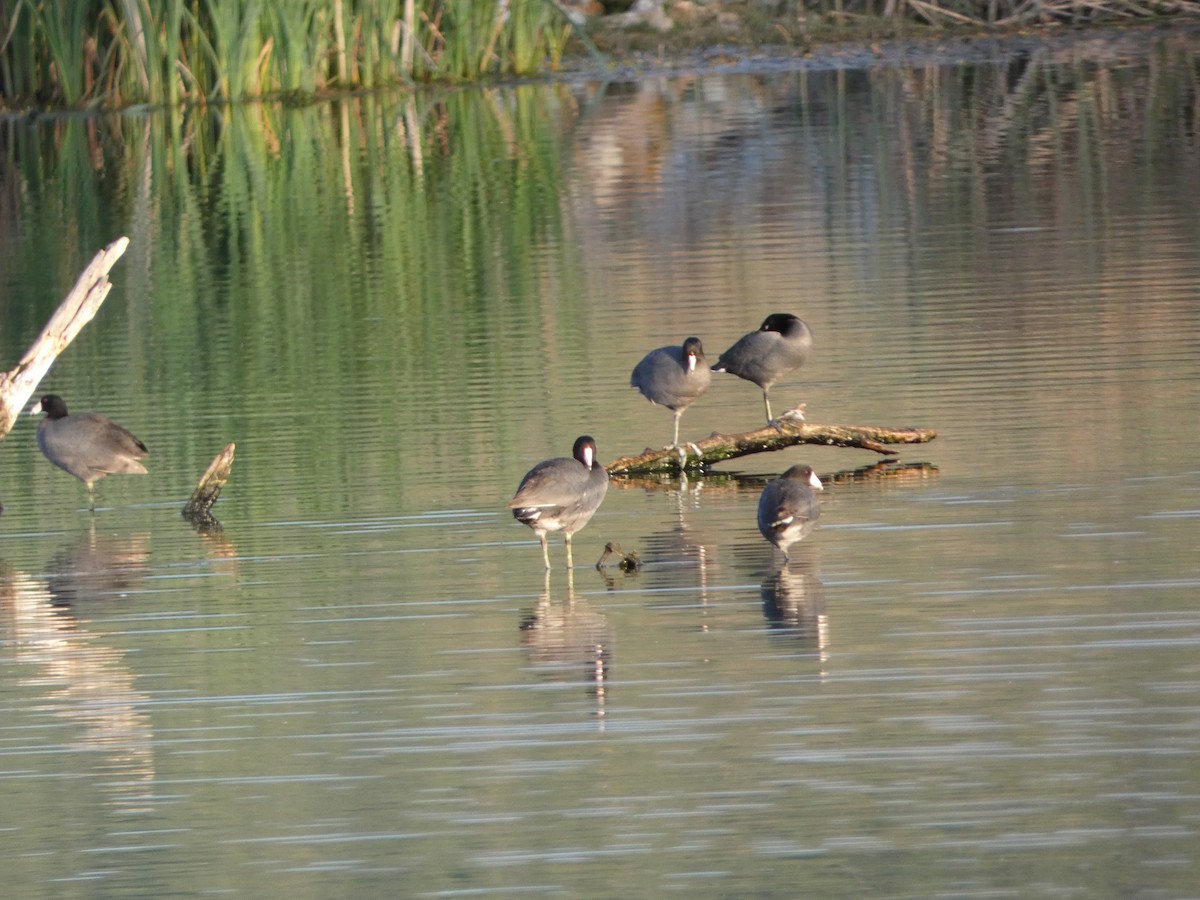 American Coot - ML617208048