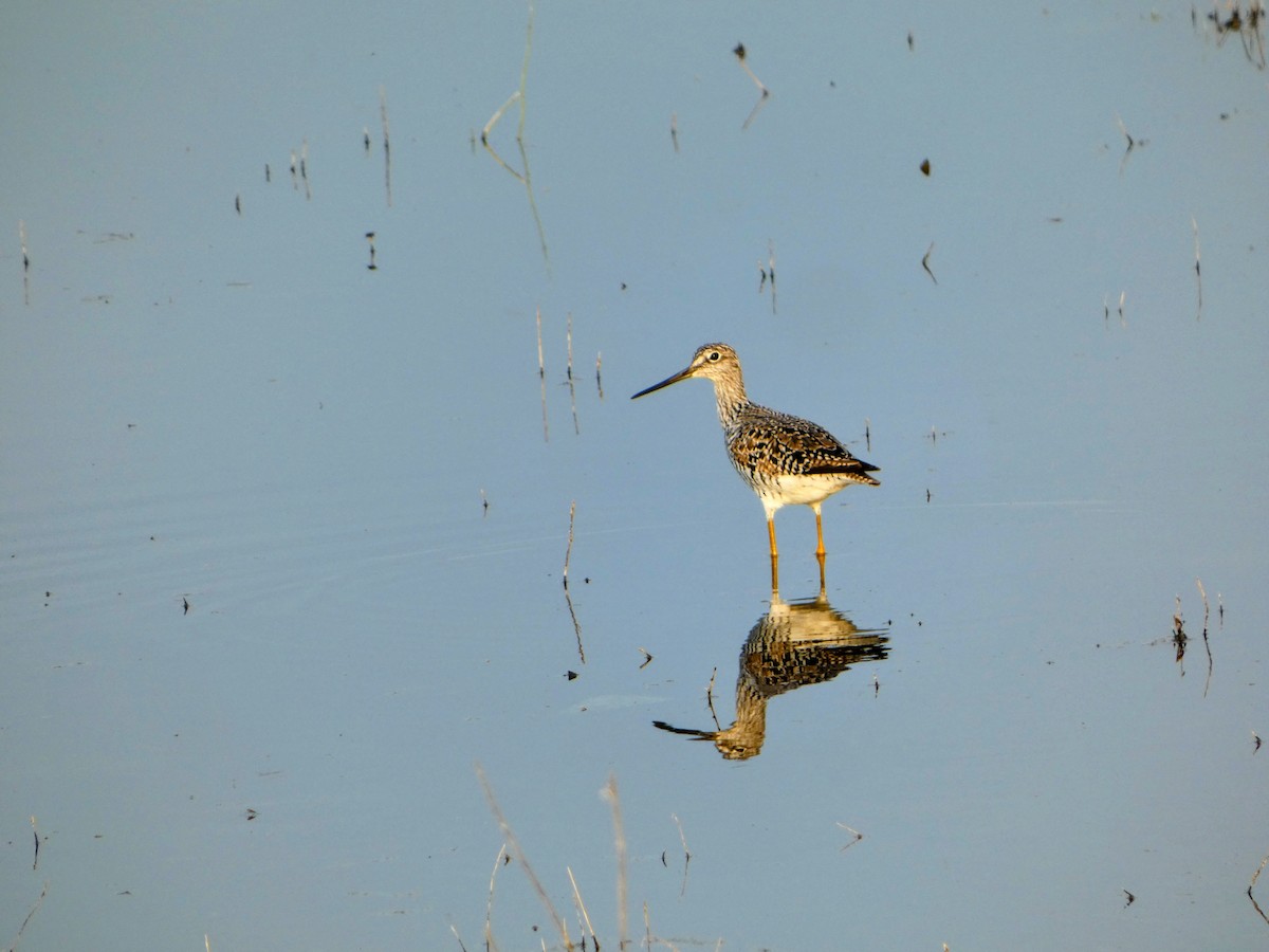 Greater Yellowlegs - ML617208054