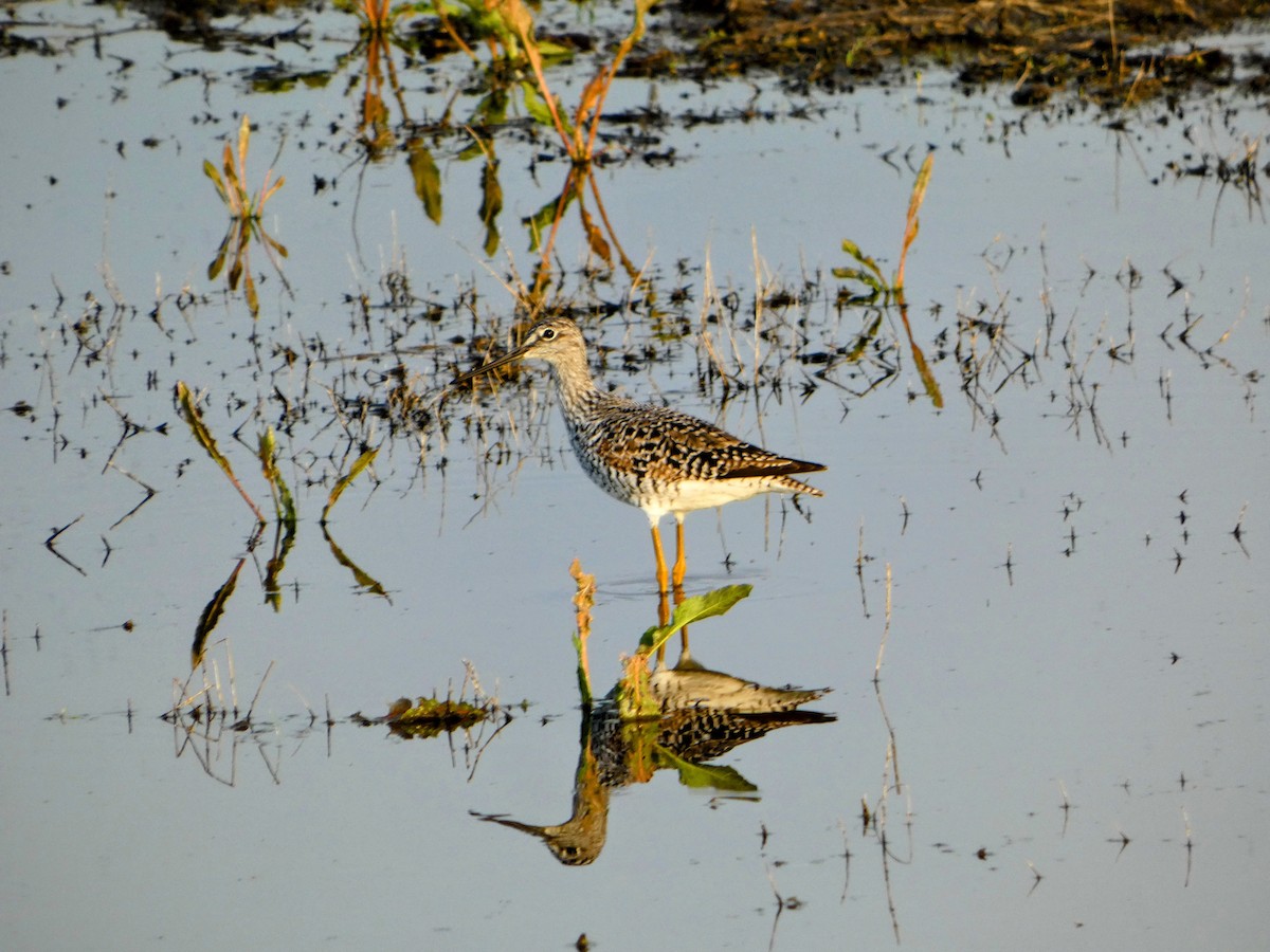 Greater Yellowlegs - ML617208055
