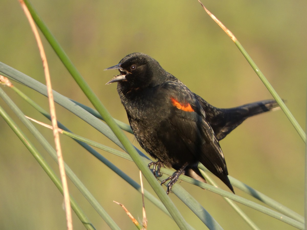 Red-winged Blackbird - ML617208064