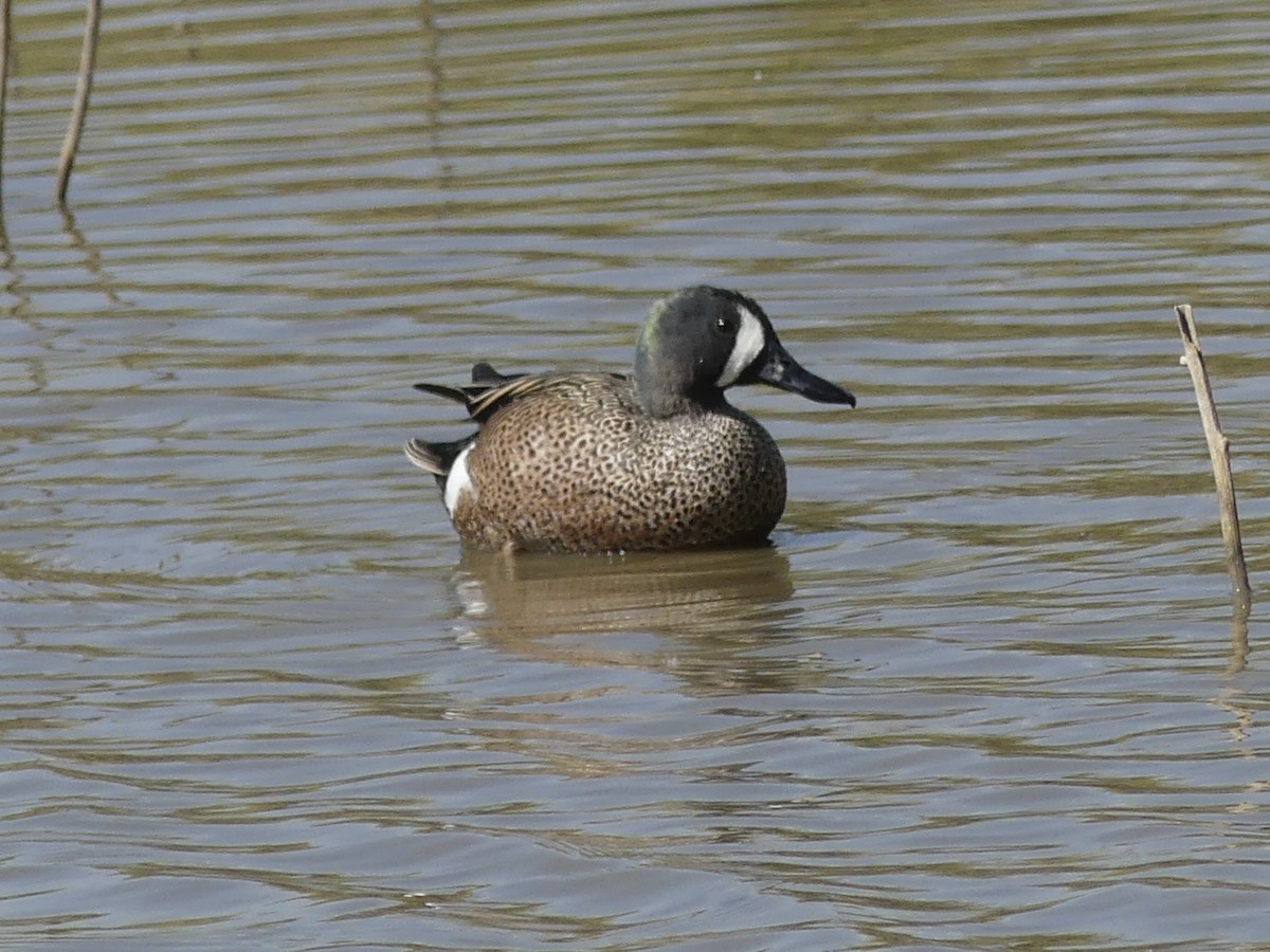 Blue-winged Teal - ML617208066