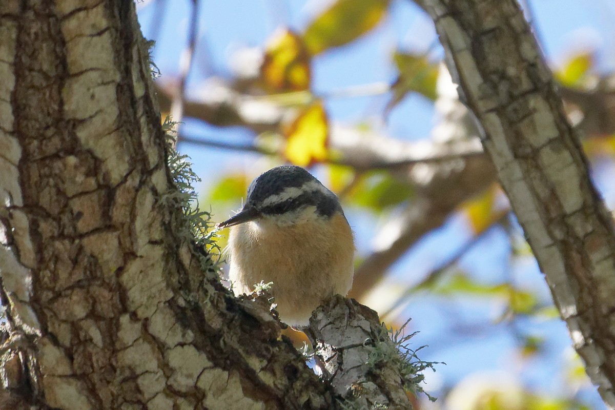 Red-breasted Nuthatch - Susanne Meyer