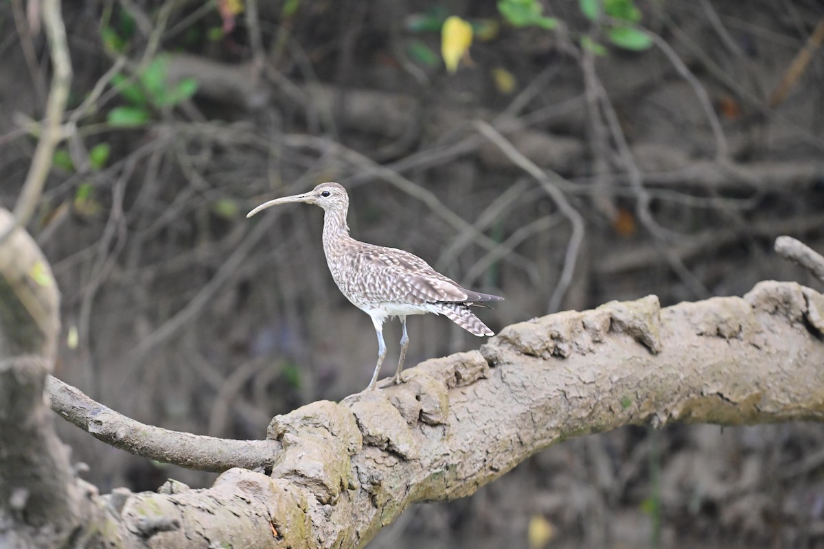 Whimbrel - JENNY JOHNY SOLOMAN SAMUEL