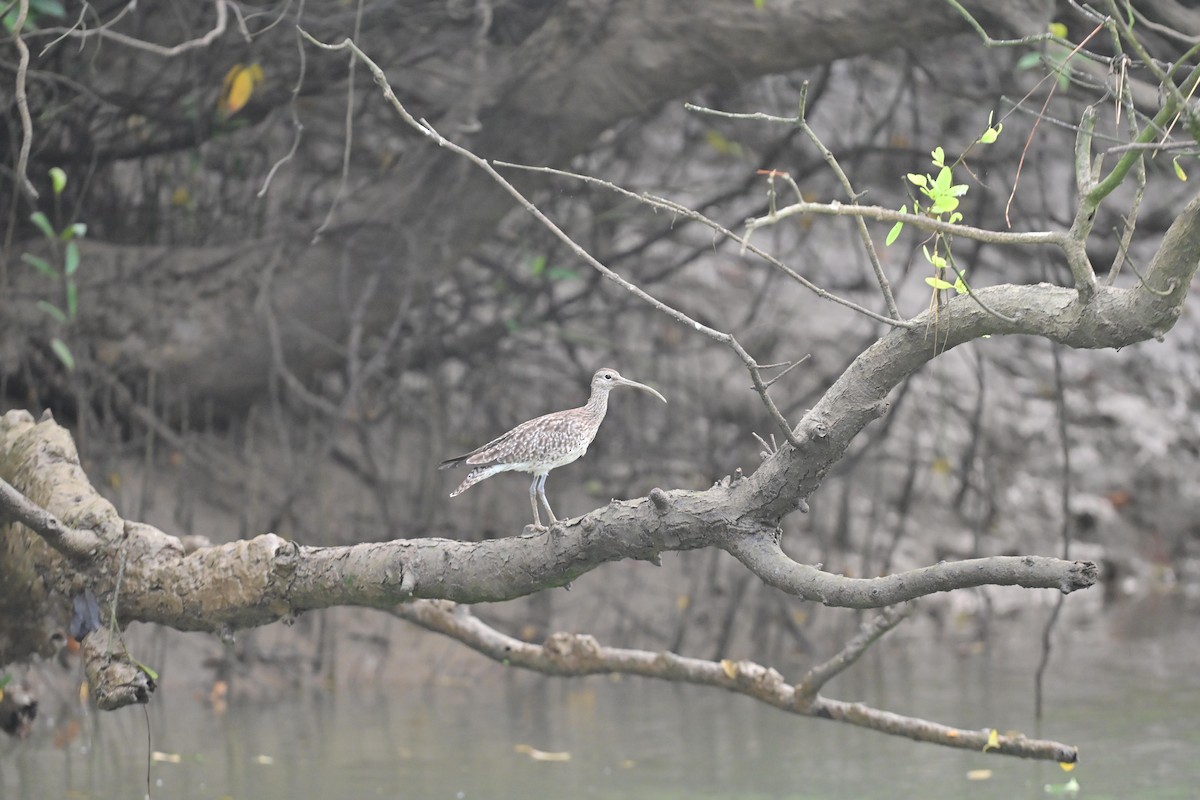 Regenbrachvogel - ML617208113