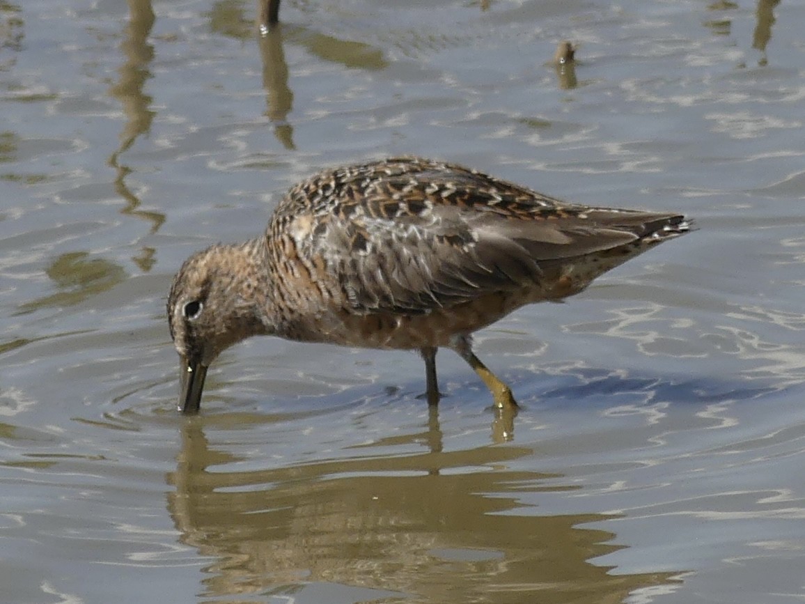 Long-billed Dowitcher - ML617208115