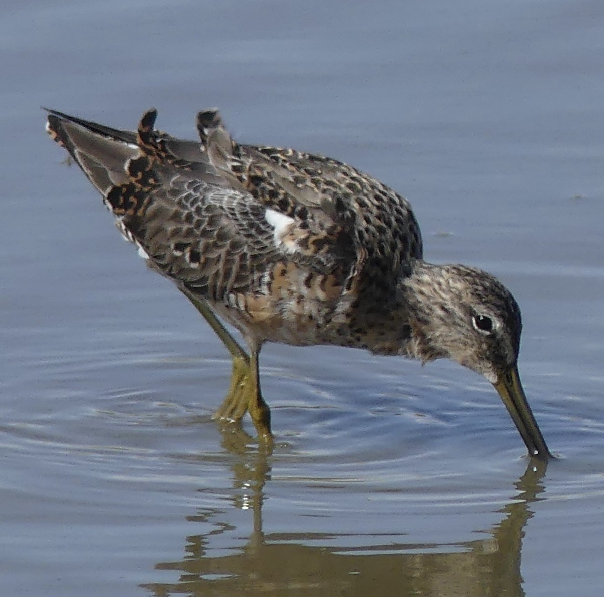 Long-billed Dowitcher - ML617208116