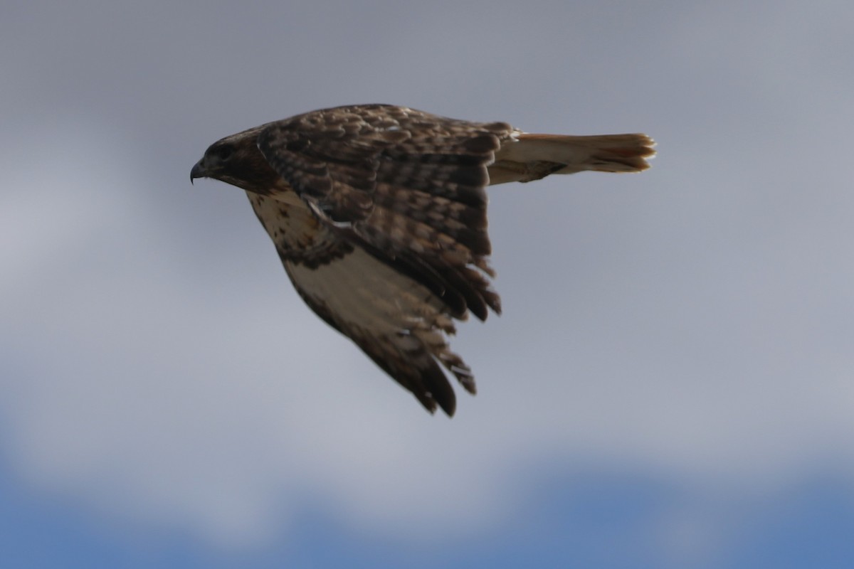 Red-tailed Hawk (abieticola) - ML617208128