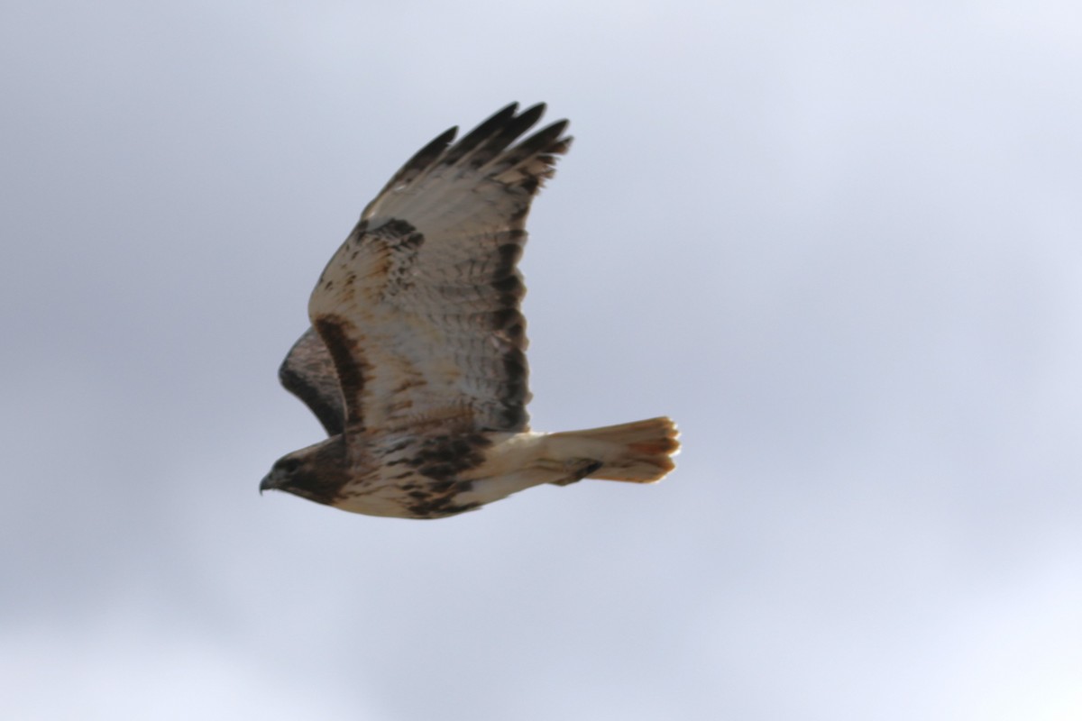Red-tailed Hawk (abieticola) - ML617208129