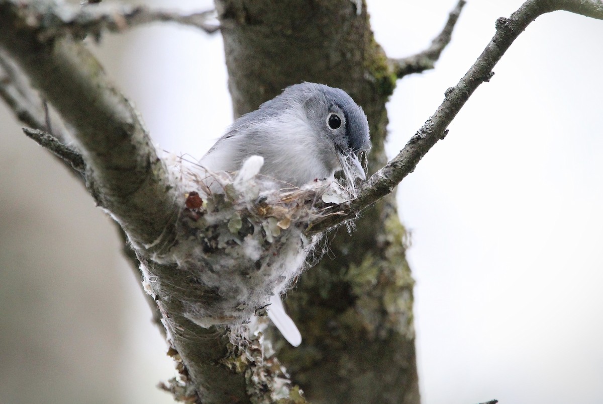 Blue-gray Gnatcatcher - Kelly Fox