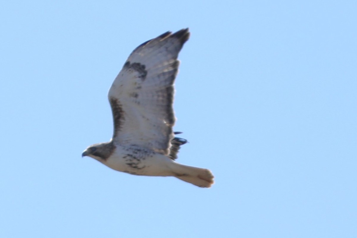 Red-tailed Hawk - ML617208181