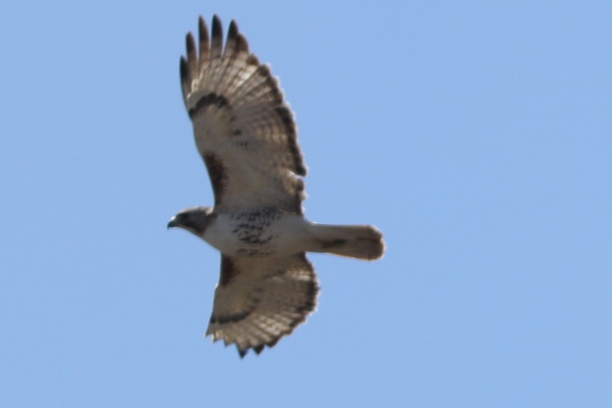 Red-tailed Hawk - ML617208182