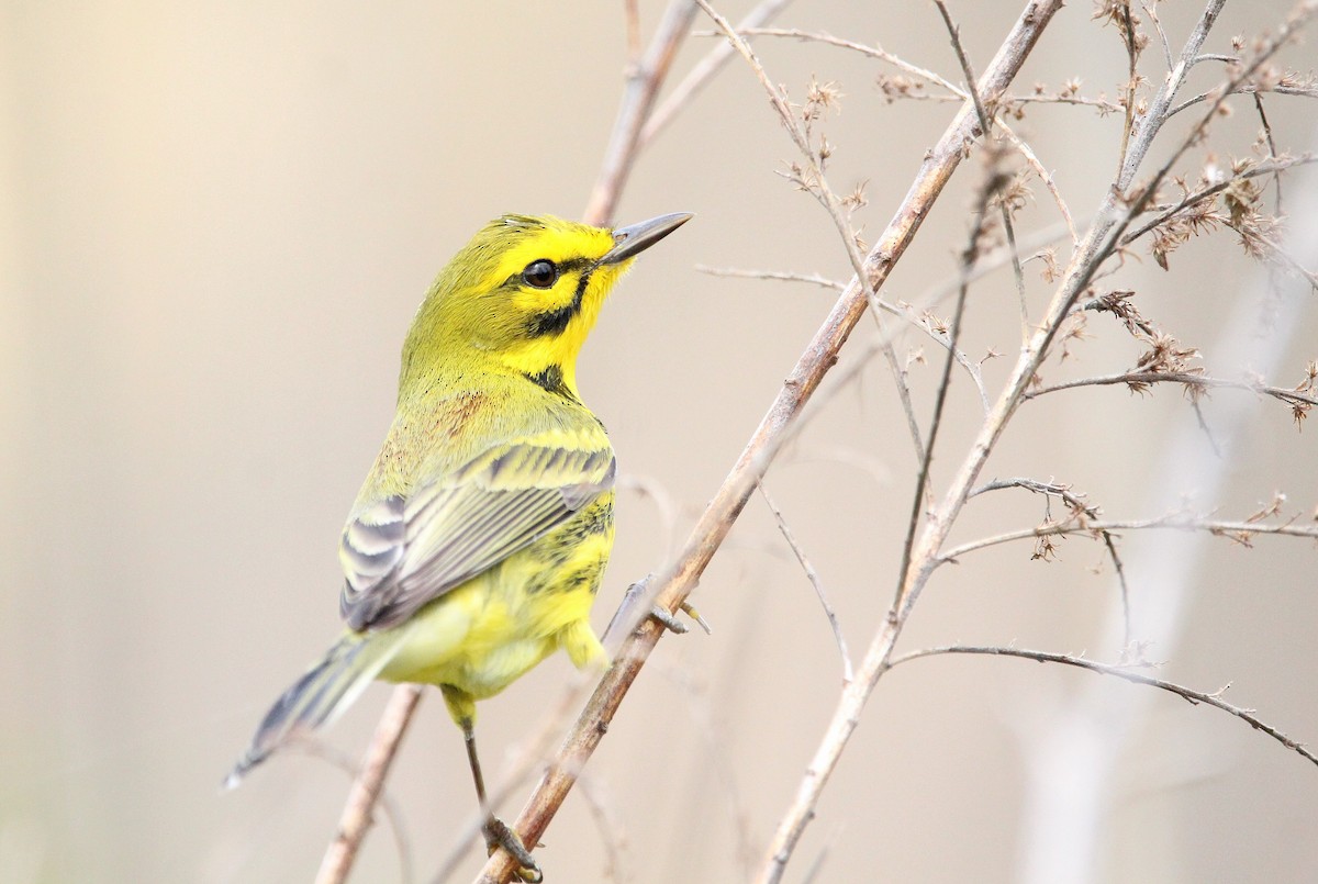 Prairie Warbler - ML617208224