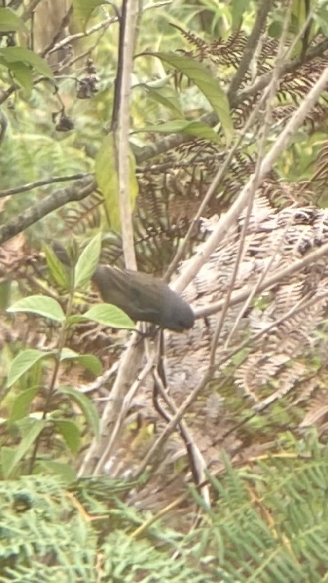 Paramo Seedeater - ML617208333