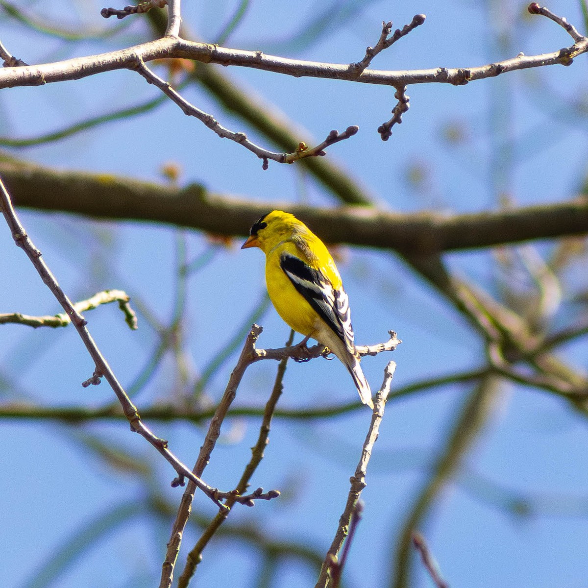 American Goldfinch - ML617208338