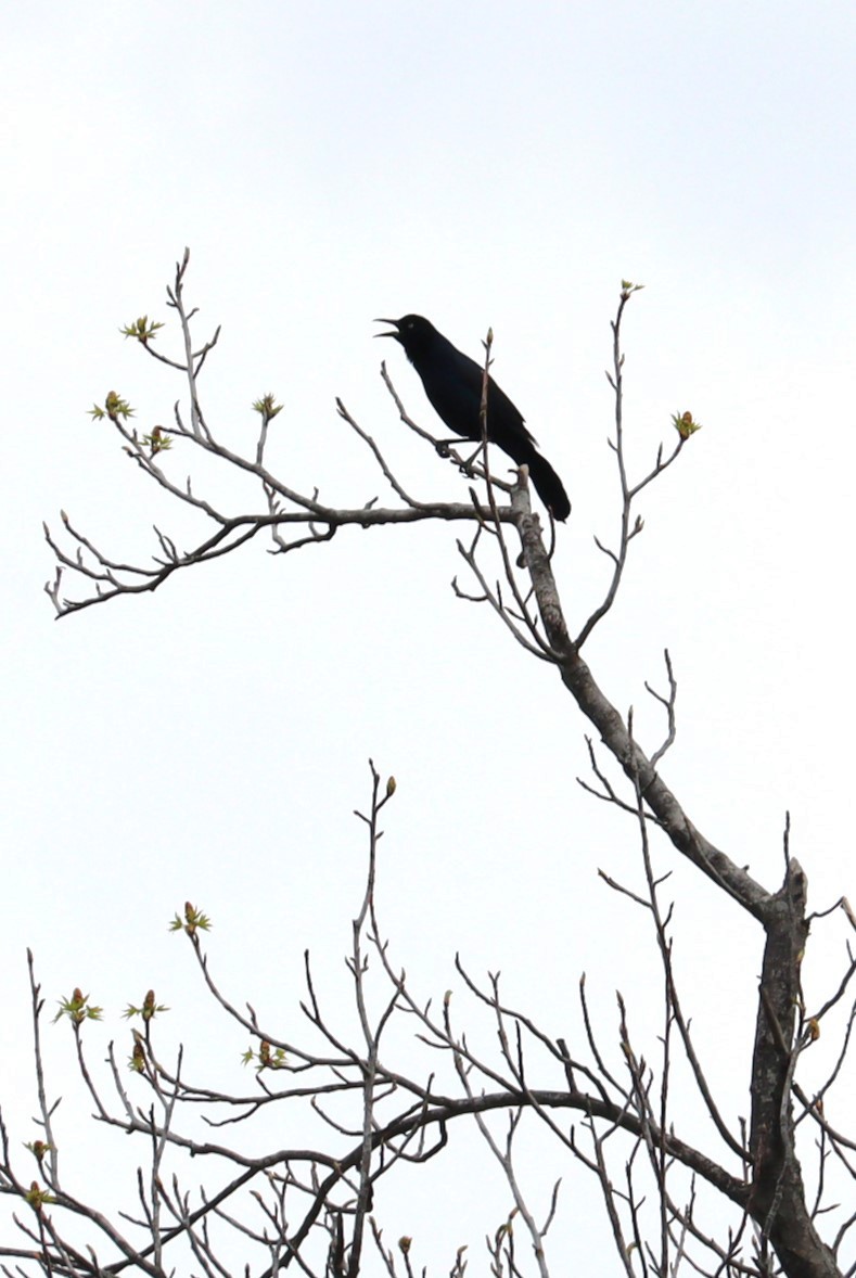 Boat-tailed Grackle - Pete Shen