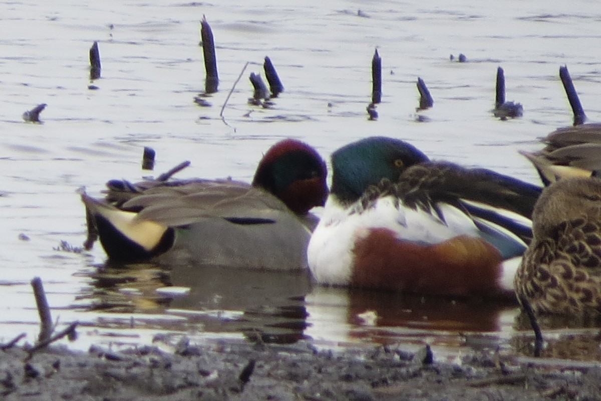 Northern Shoveler - ML617208428