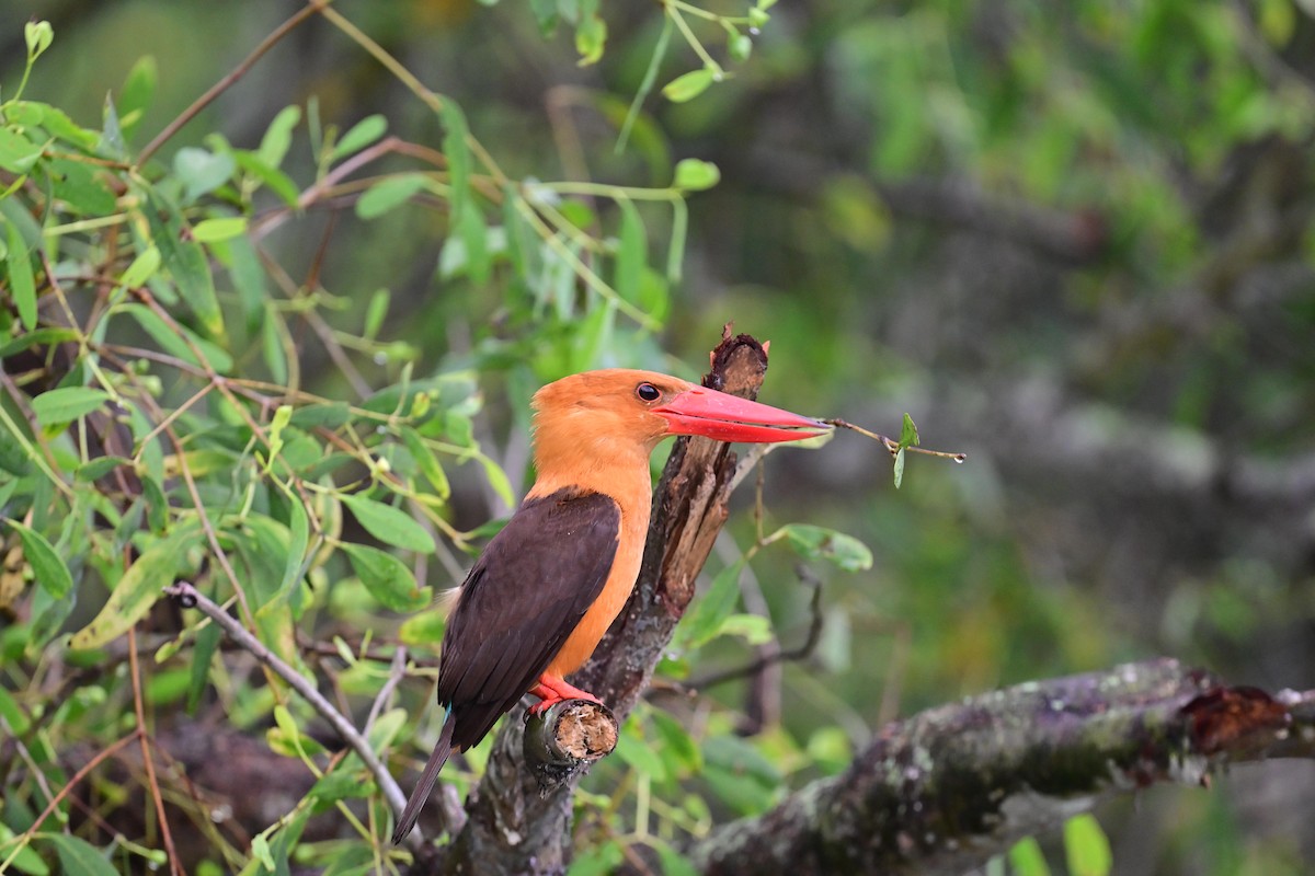 Brown-winged Kingfisher - ML617208449