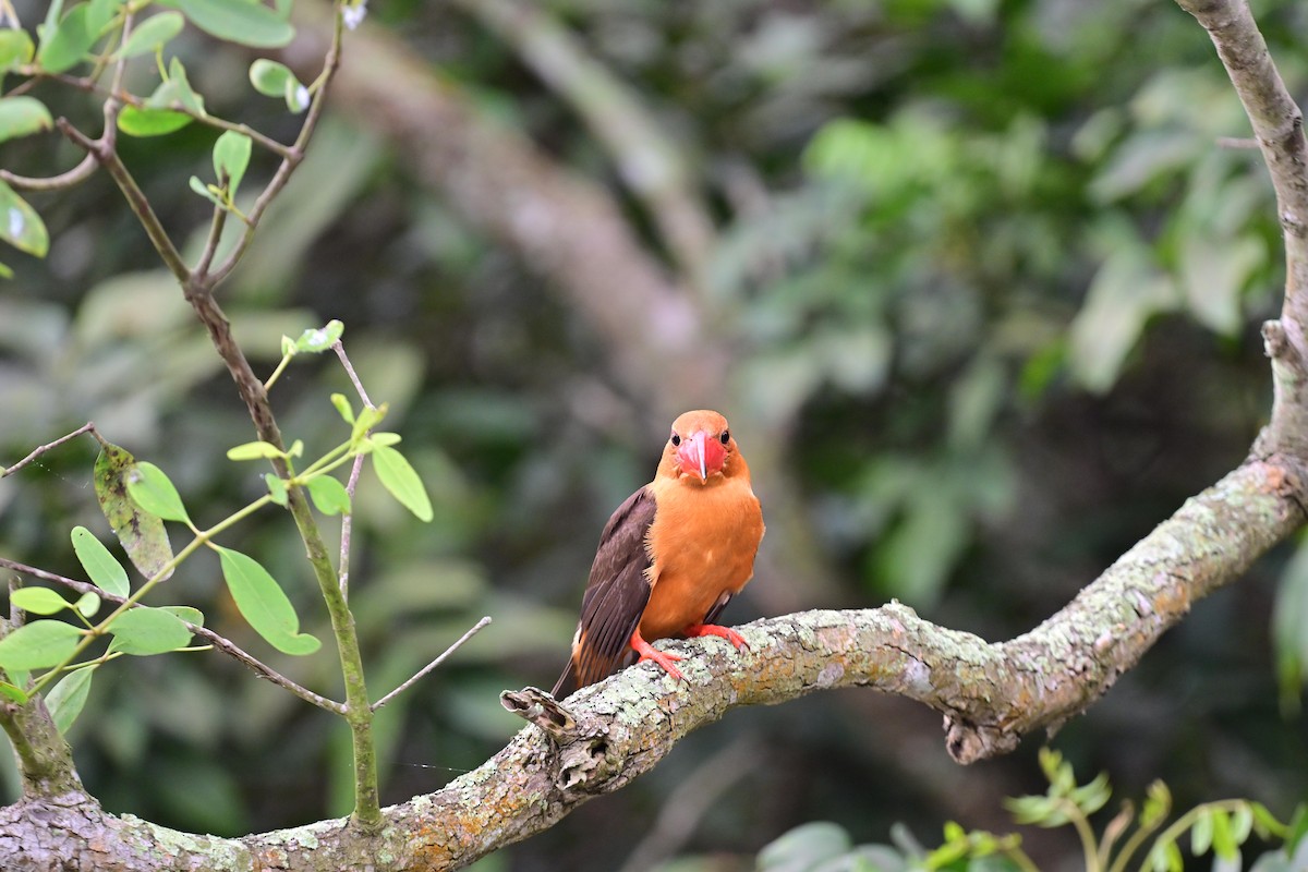 Brown-winged Kingfisher - JENNY JOHNY SOLOMAN SAMUEL