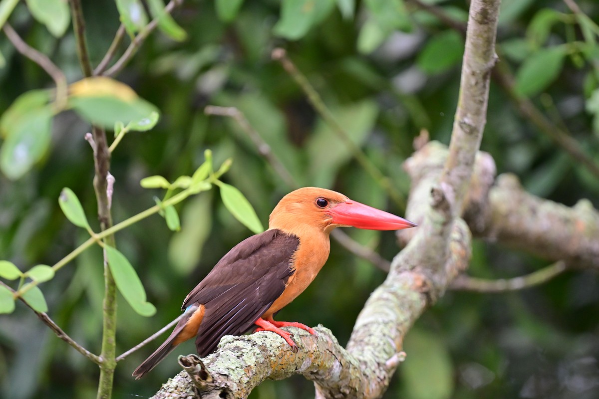 Brown-winged Kingfisher - ML617208451