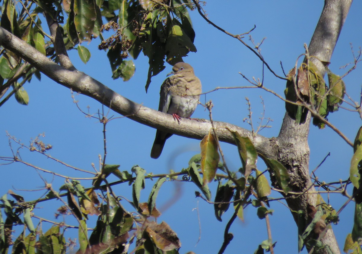 White-winged Dove - ML617208453
