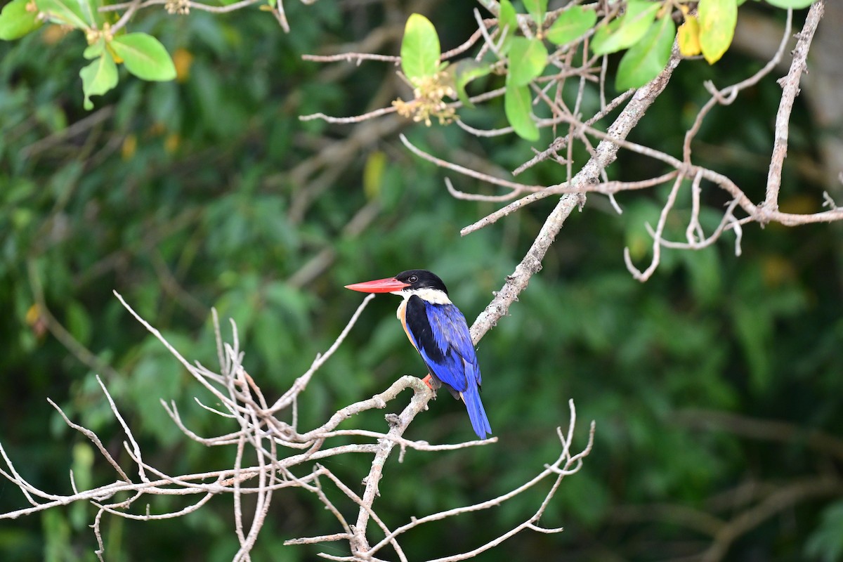 Black-capped Kingfisher - ML617208468