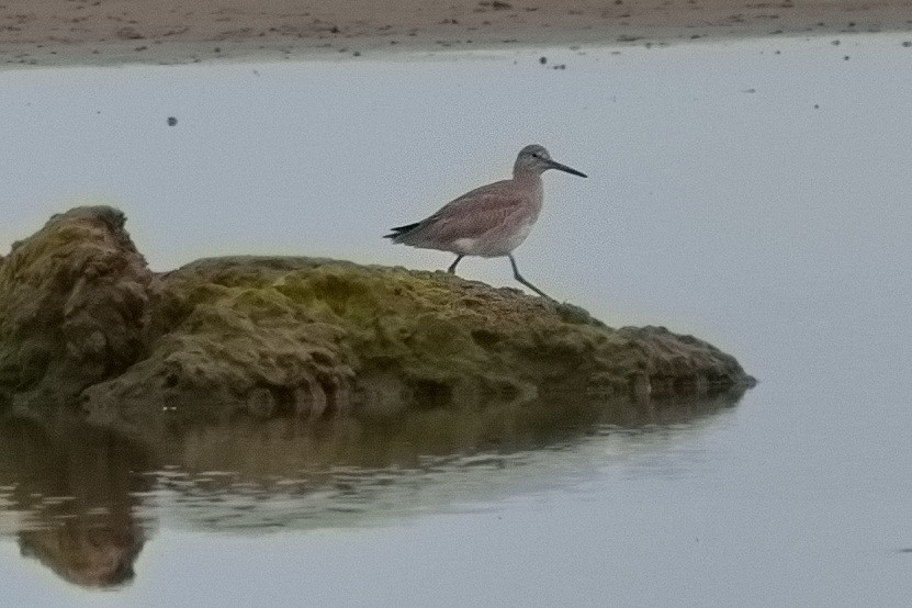 Willet - ML617208529