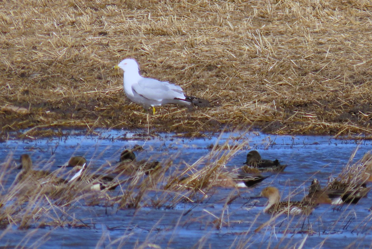 Ring-billed Gull - ML617208562