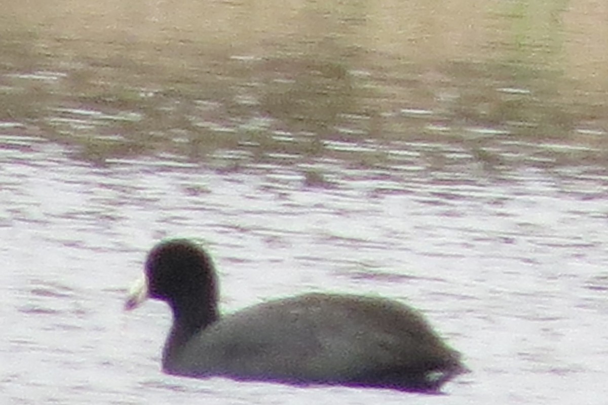 American Coot - ML617208566