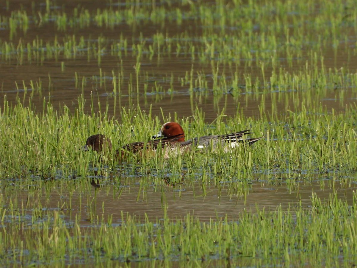 Eurasian Wigeon - ML617208568