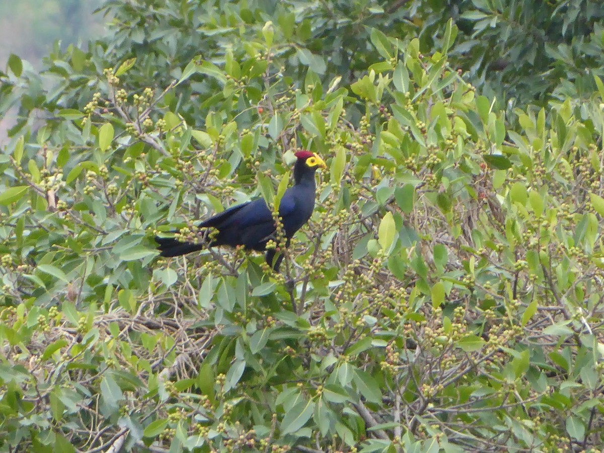 Ross's Turaco - ML617208603