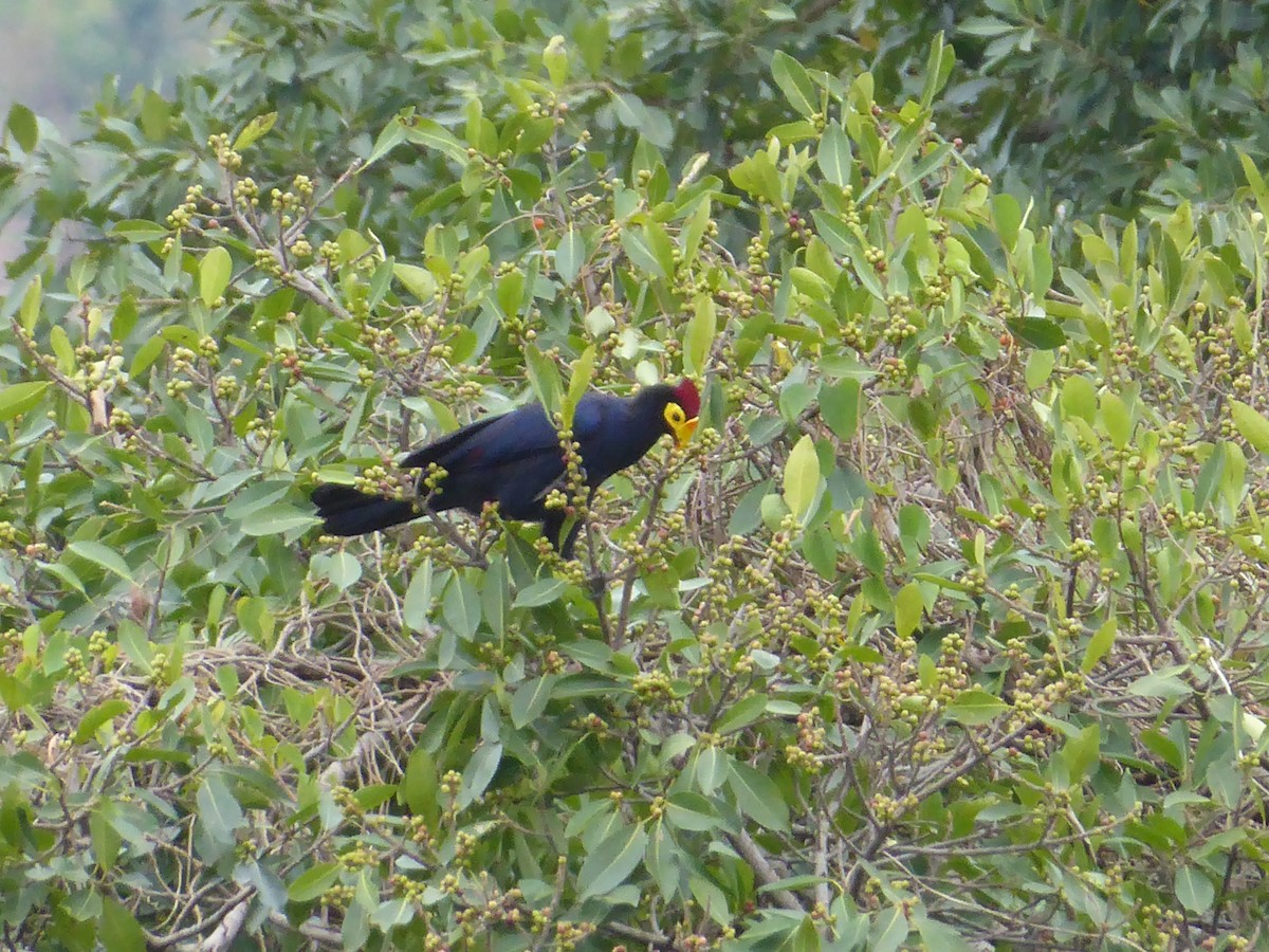 Ross's Turaco - ML617208604