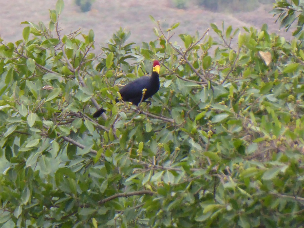 Ross's Turaco - ML617208605