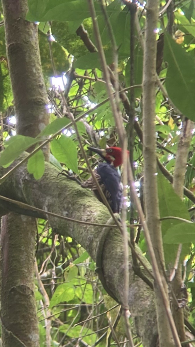 Crimson-crested Woodpecker - ML617208621