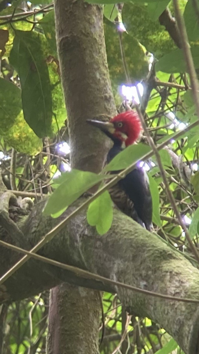 Crimson-crested Woodpecker - ML617208623