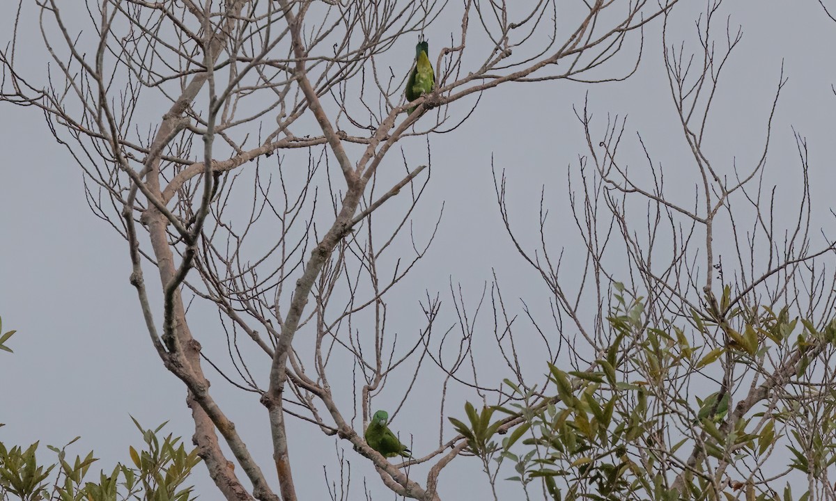 Palavan Raket Kuyruklu Papağanı - ML617208656