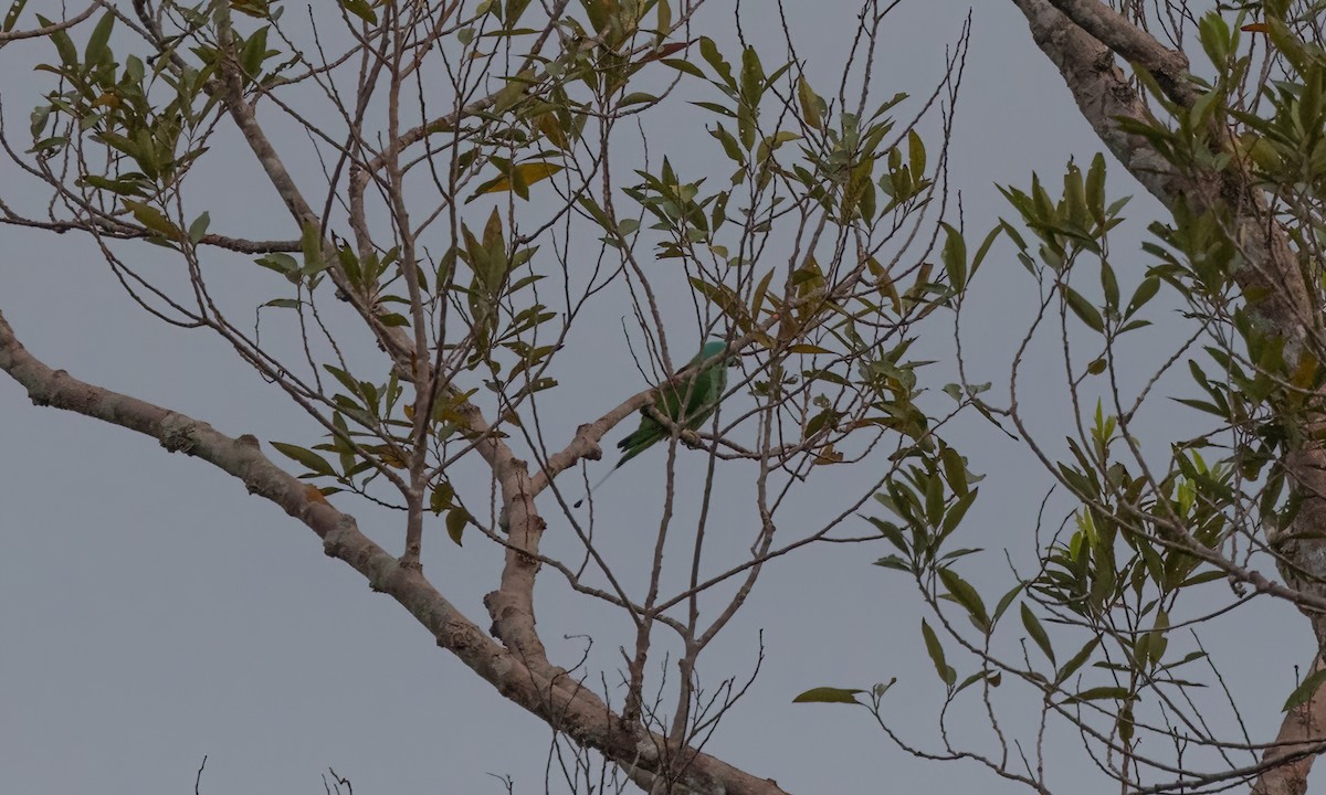 Palavan Raket Kuyruklu Papağanı - ML617208657