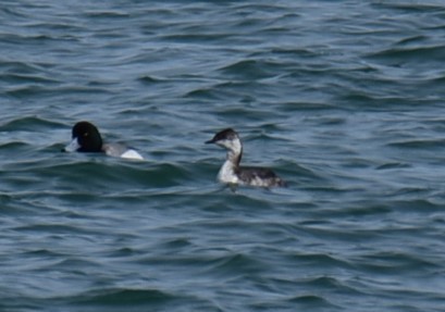 Horned Grebe - ML617208689