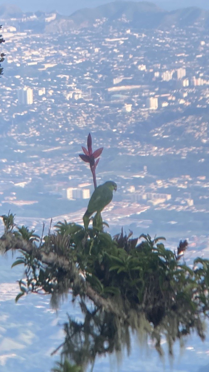 Scaly-naped Parrot - Jordan Webber