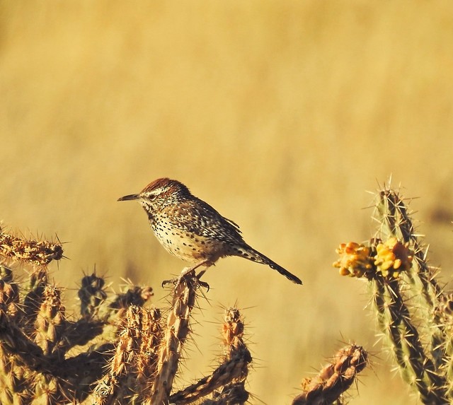 Cactus Wren - ML617208715