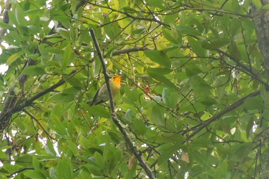 Blackburnian Warbler - Kathy Rhodes