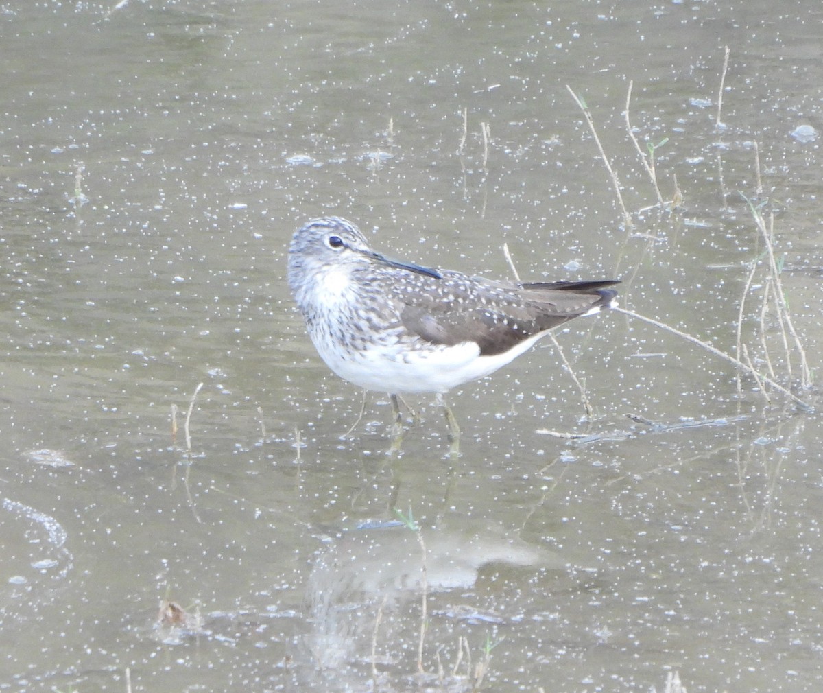 Green Sandpiper - ML617208772