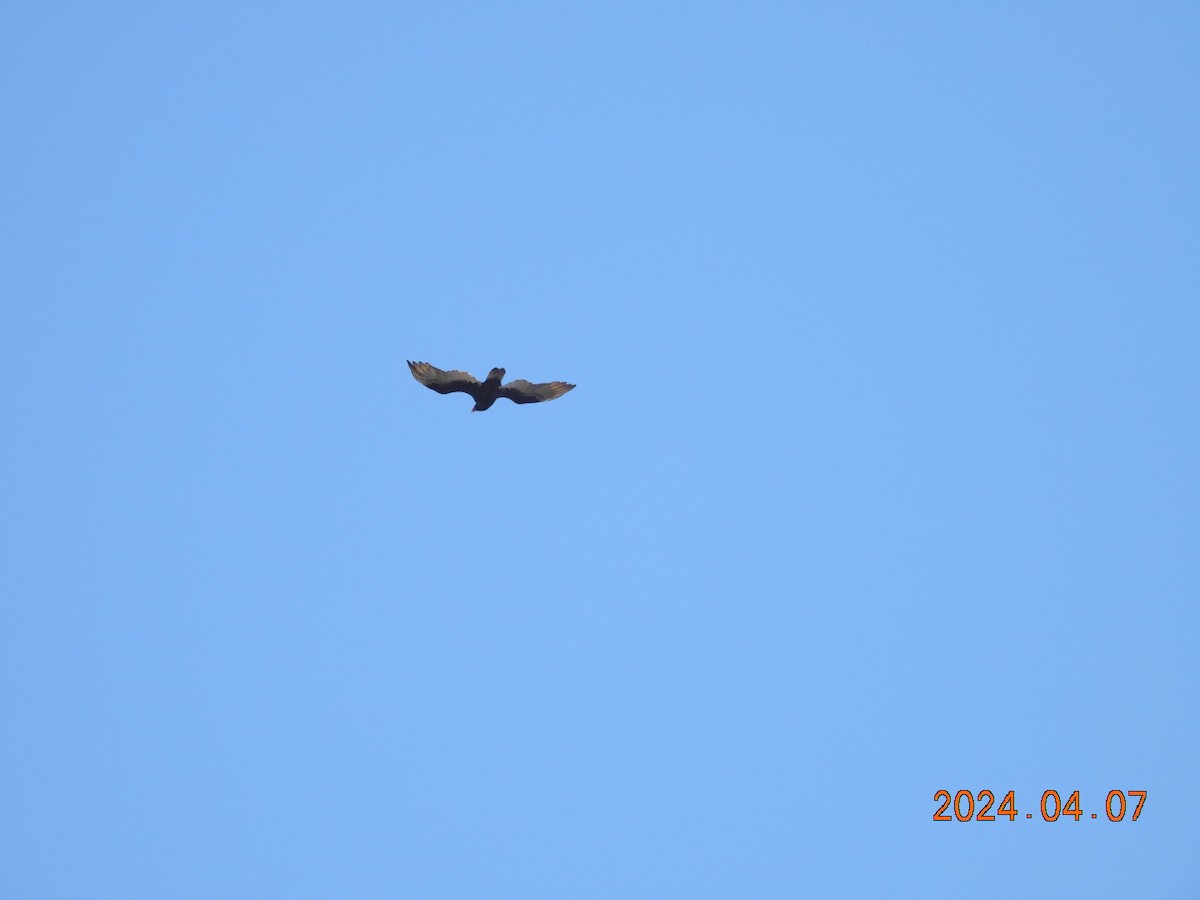 Turkey Vulture - ML617208796