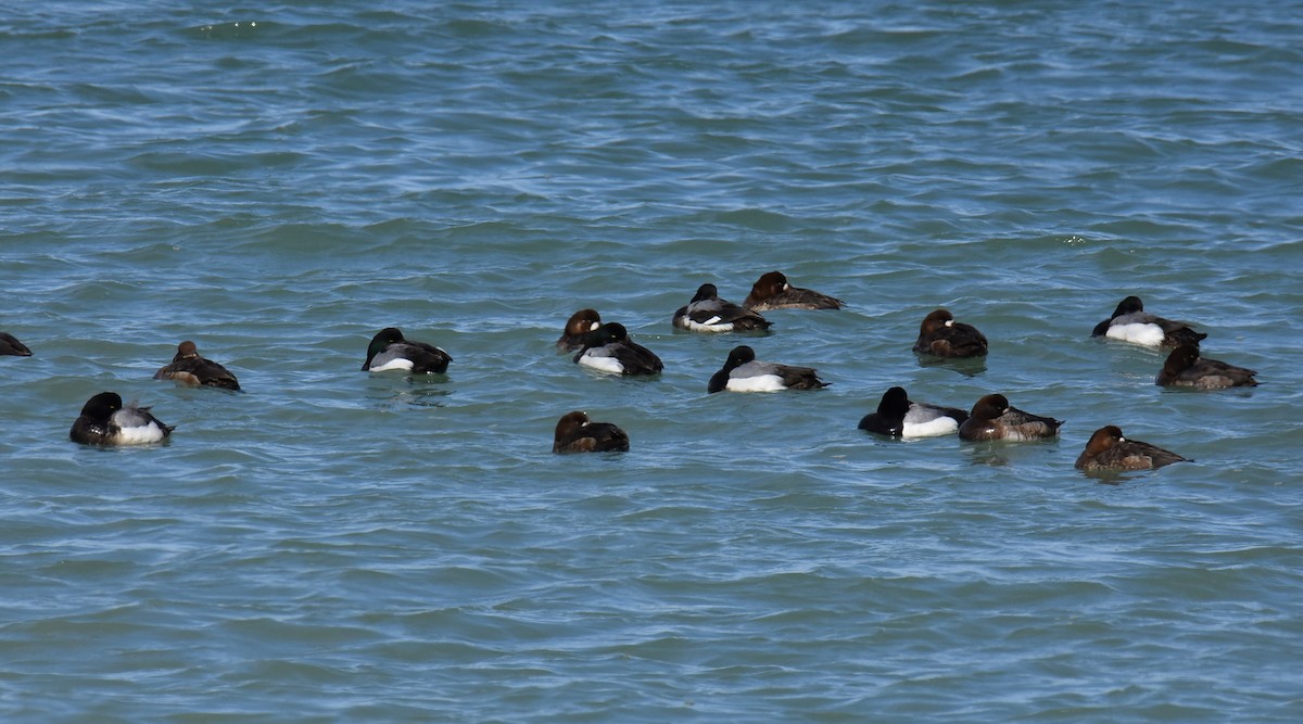 Greater Scaup - ML617208820
