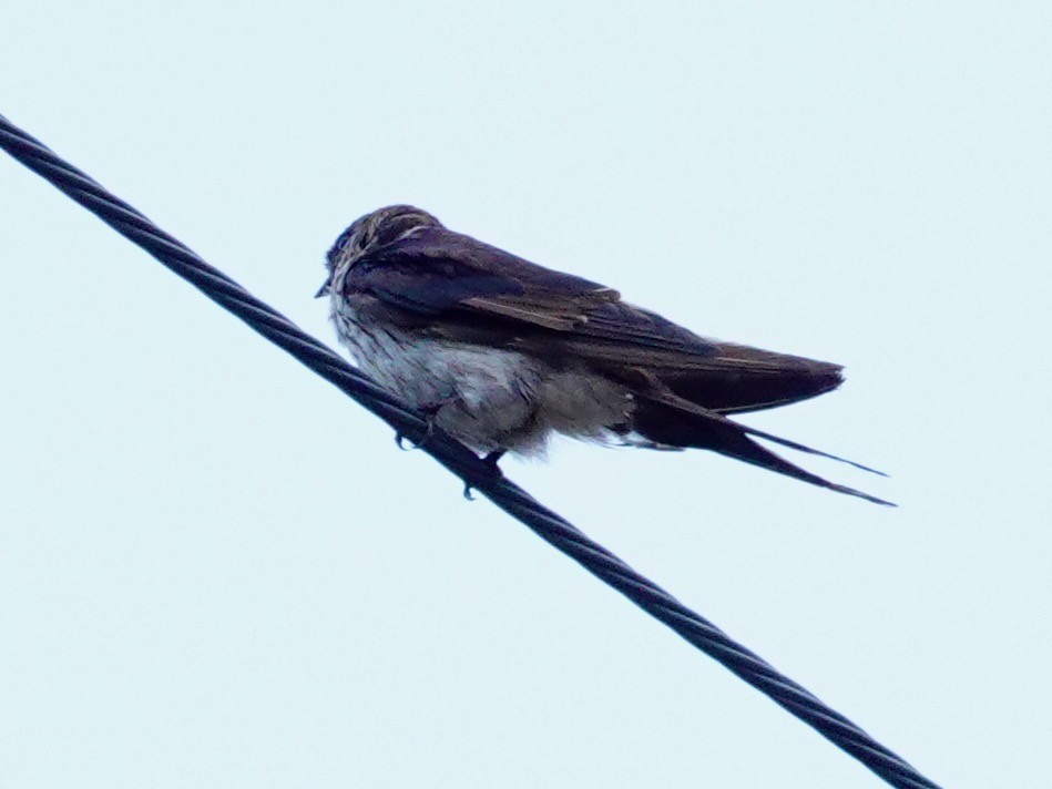 Red-rumped/Striated Swallow - ML617208830